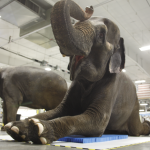 Elephant Lying Down on the Job