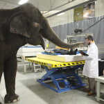 Elephant and Engineer