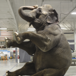 Elephant with Great Posture