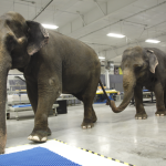 Elephants Walking in a Row